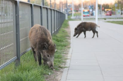 dzik szukający pożywienia przy chodniku w mieście, w tle ulica z ruchem drogowym