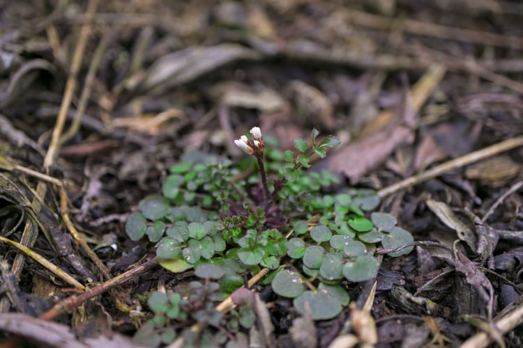 Cardamine,Hirsuta,Linnaeus,Hairy,Bittercress,Flower,Petals,White,Close,Up
