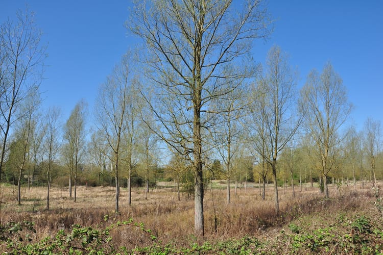 Early,Spring,Trees,And,Scrub,At,Burymead,Springs,,Hitchin,,Hertfordshire,