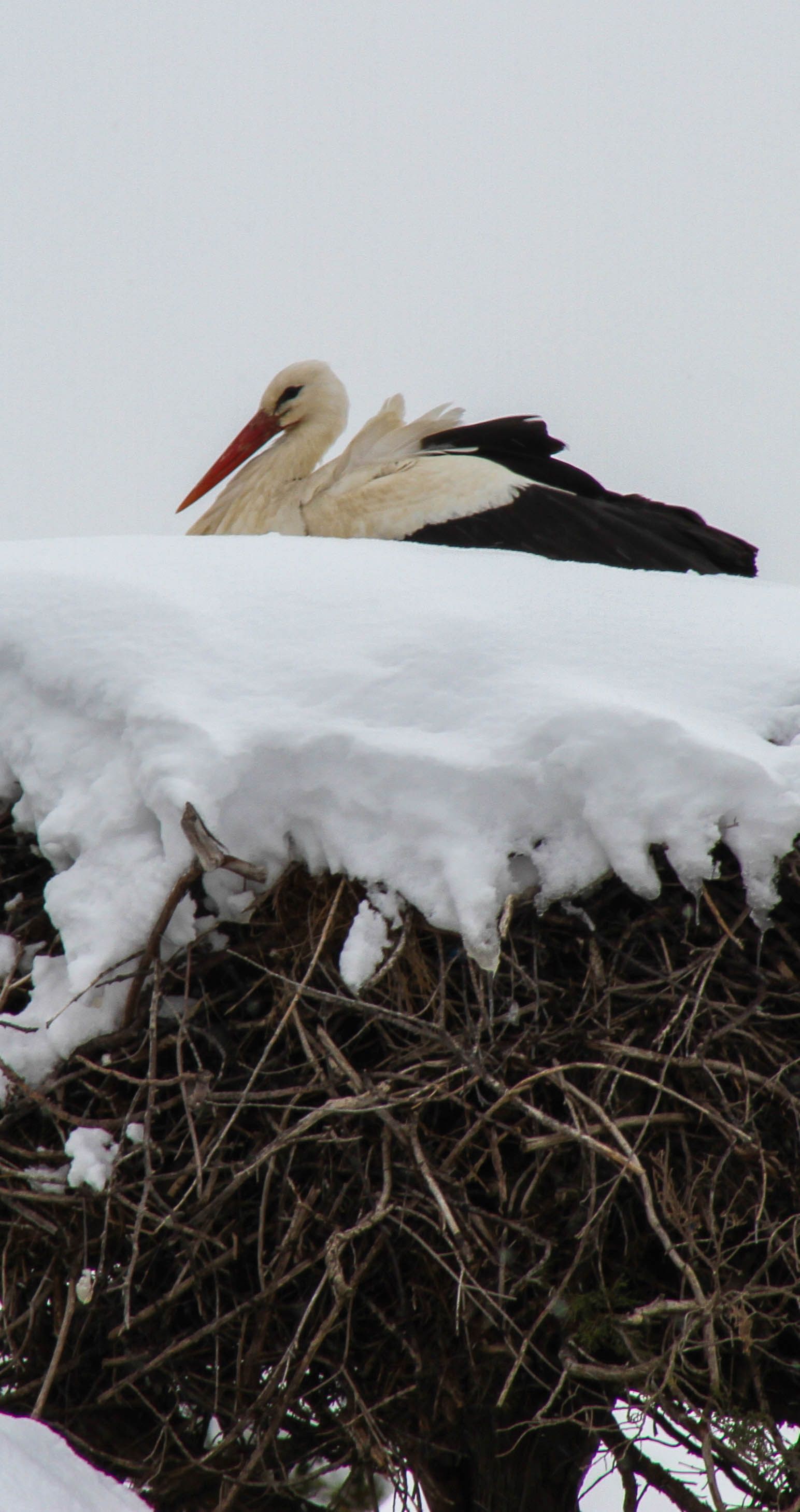 Zaskakujący powrót bocianów. Eksperci mówią wprost: to już nie przypadek