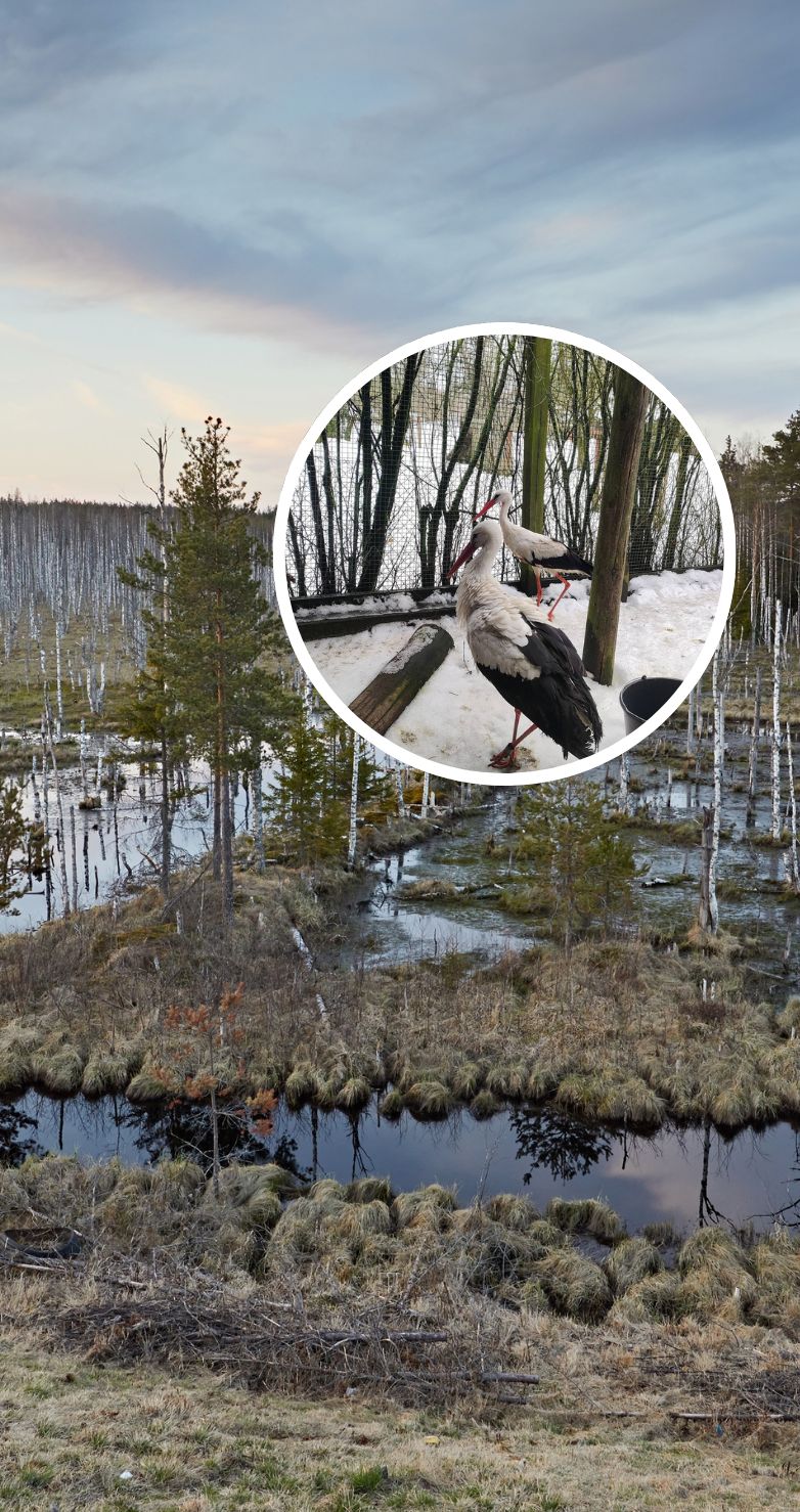 Z Afryki na Mazury. Historia bociana, który wyprzedził wiosnę