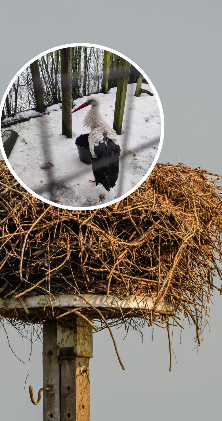 Mazury odetchnęły z ulgą. Krutek dochodzi do siebie w Krutyni