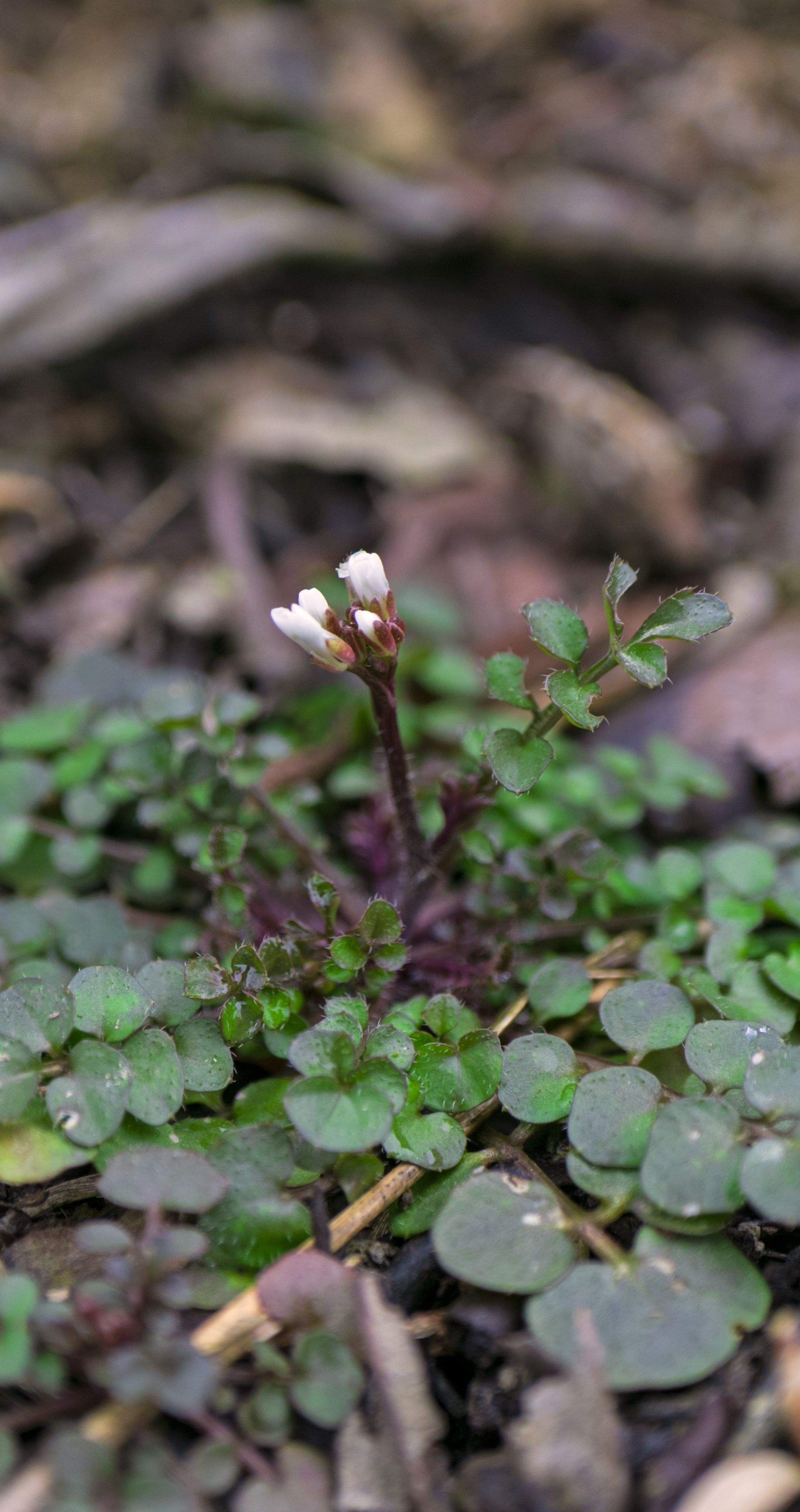 Zwykły chwast czy skarb? O właściwościach tej rośliny wie mało kto