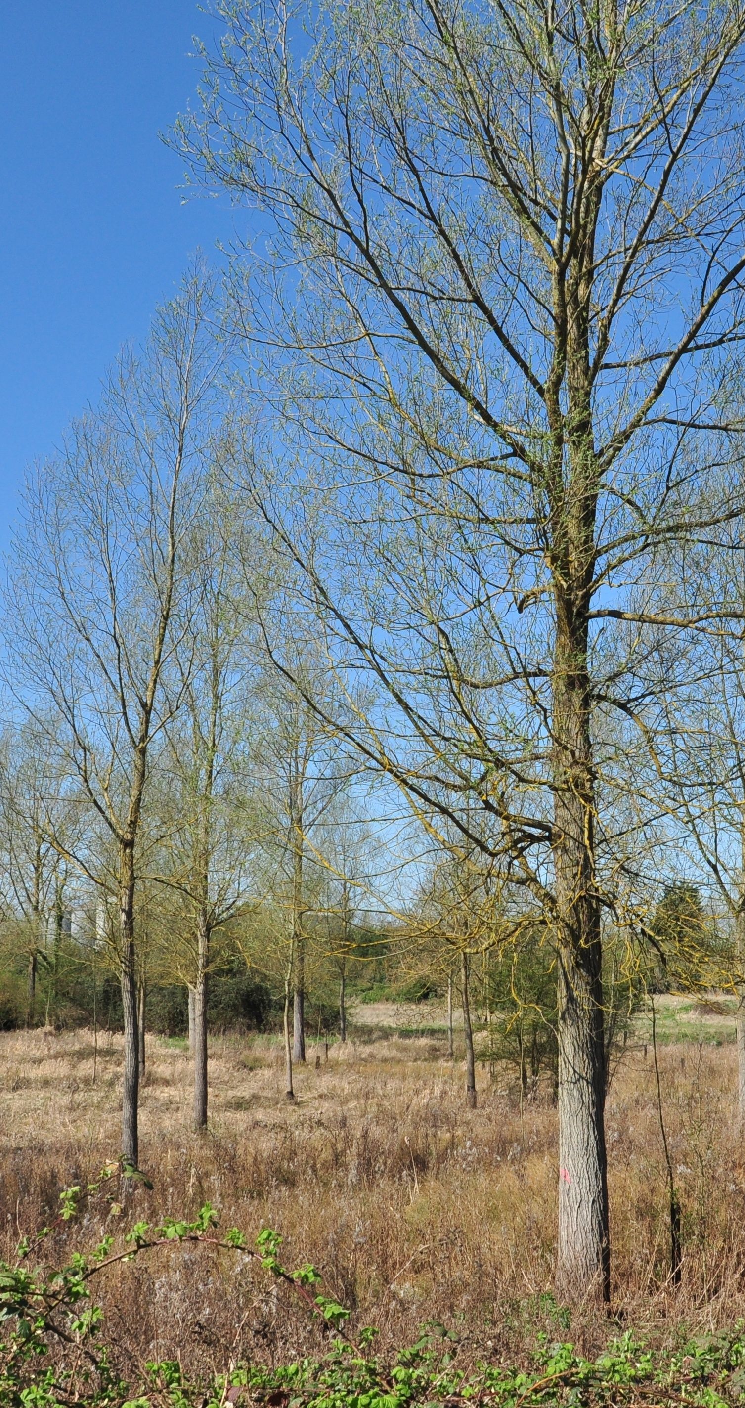 W marcu jak w garncu? Dużo słońca w dzień, ale nocami mróz