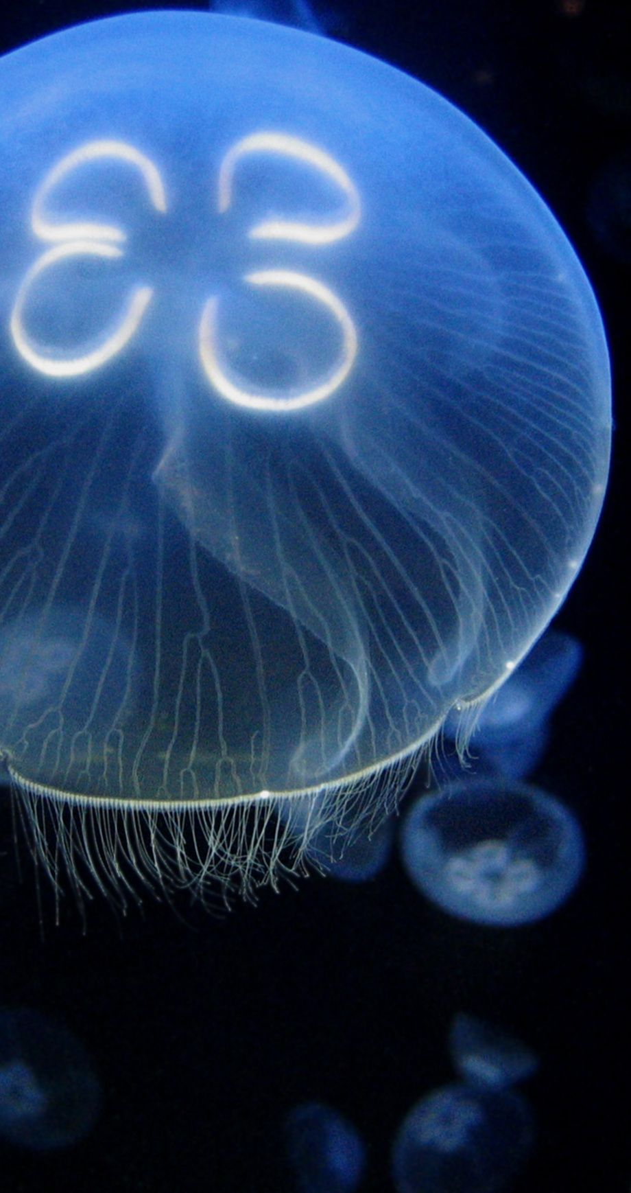 60 tys. meduz na orbicie. 35 lat od eksperymentu, który przeszedł do historii