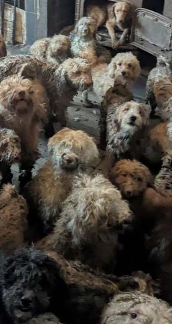 Tych zdjęć nie stworzyła AI. 250 psów stłoczonych w jednym domu