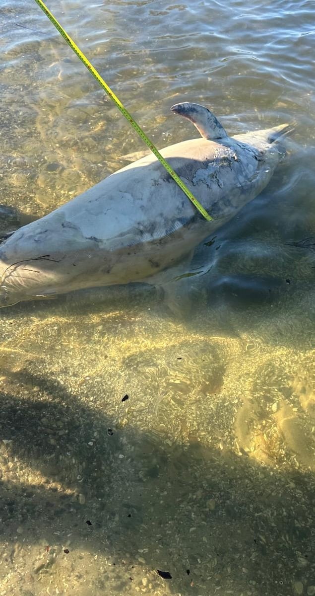 Martwy delfin w Zalewie Szczecińskim. Ustalają, jak się do nas zabłąkał