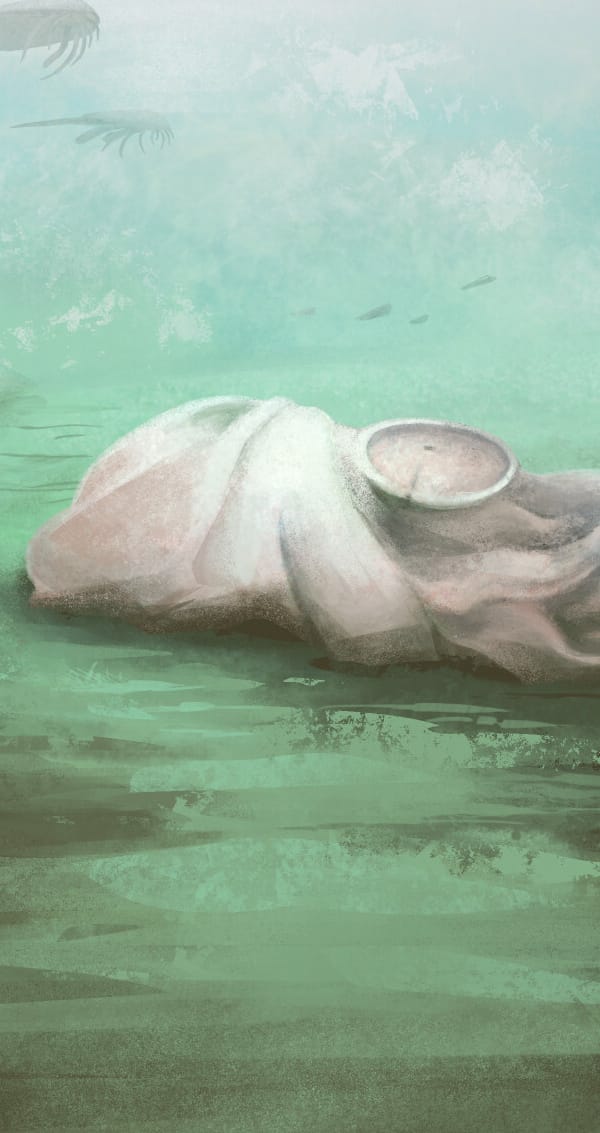 Najstarsza ośmiornica świata to zupełnie inne zwierzę. Nauka musi przepisać historię