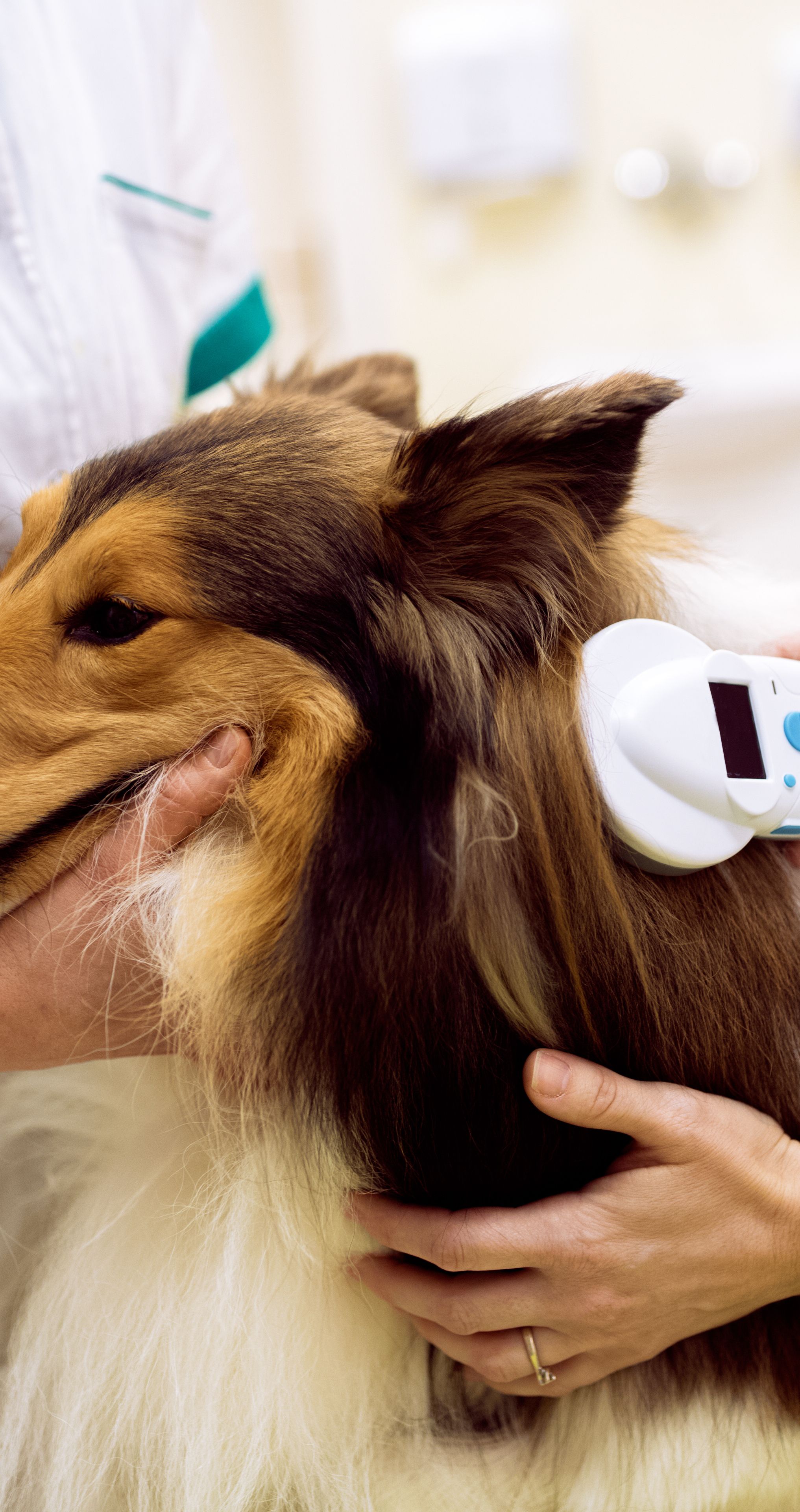 Rząd chce położyć łapę na czipowaniu zwierząt. Tylko tym razem trzeba będzie zapłacić