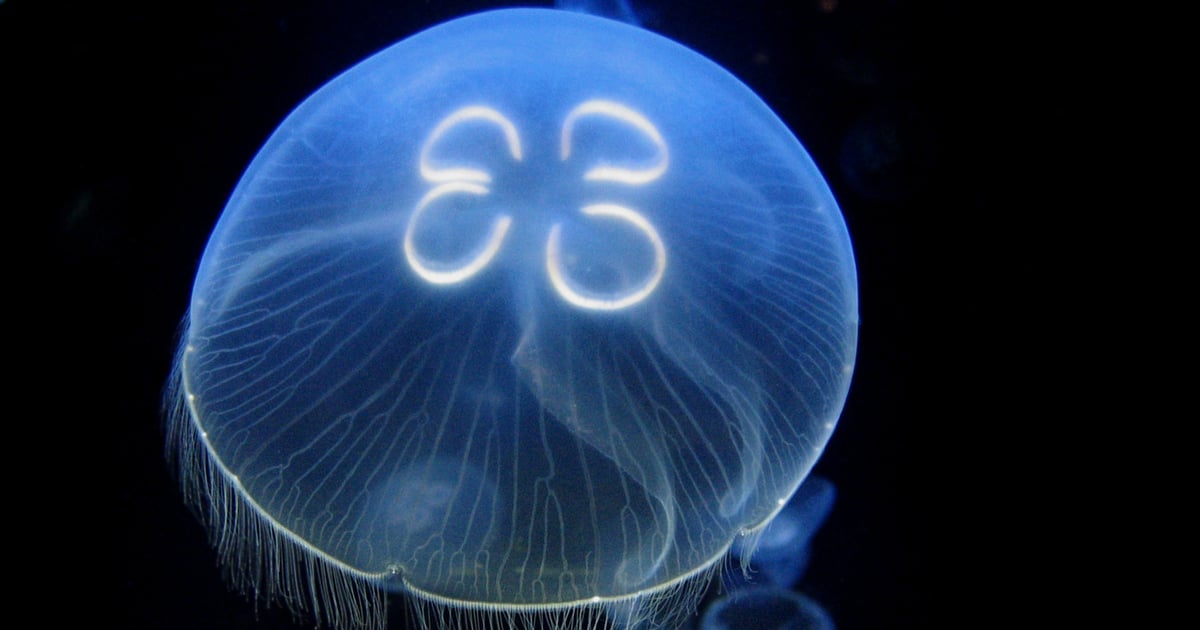 Kosmiczne zawroty głowy. Dlaczego meduzy NASA nie umiały pływać?