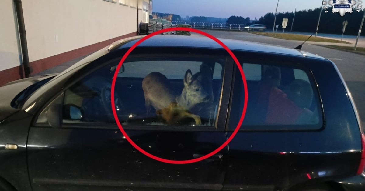 Potrąciła sarnę i... zabrała ją do pracy. Policjanci nie kryli zdziwienia