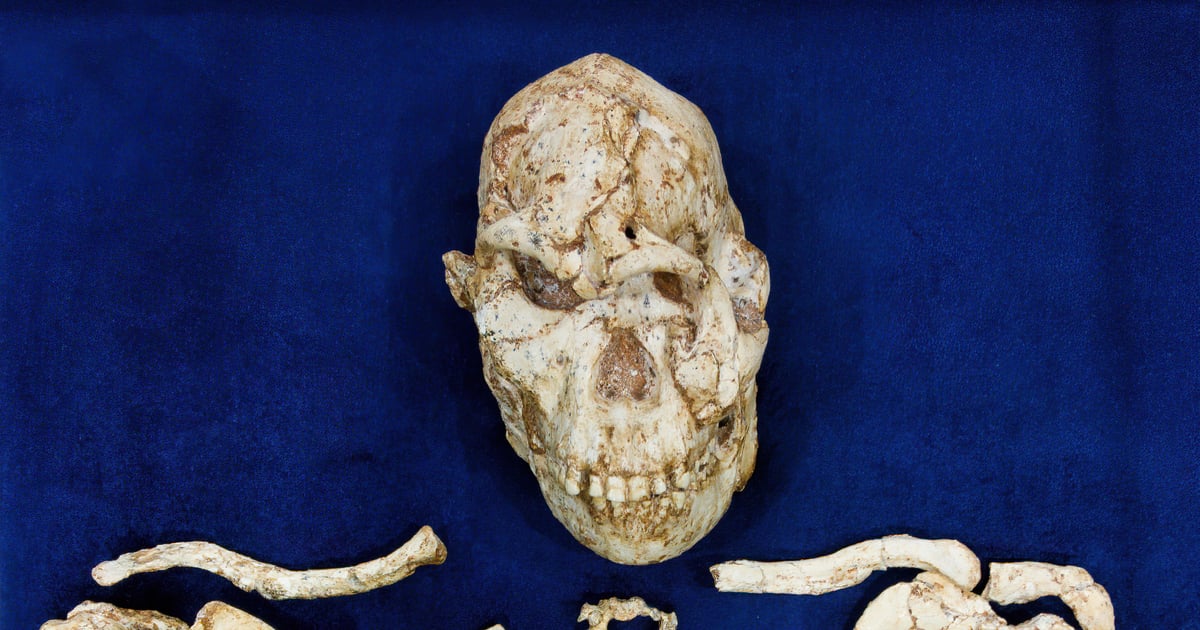 Rewolucja w paleontologii. Naukowcy zrekonstruowali twarz „Małej Stopy”
