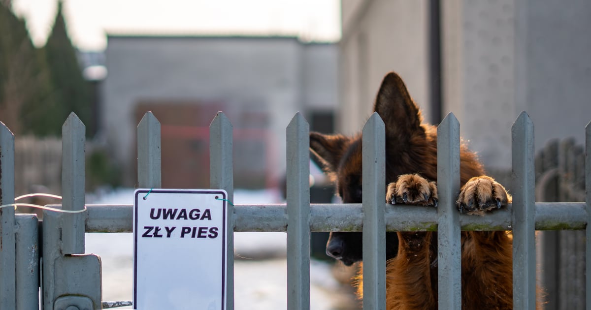 13-latka i 11-latek pogryzieni przez psy. Bahawiorysta obala mity o golden retrieverach