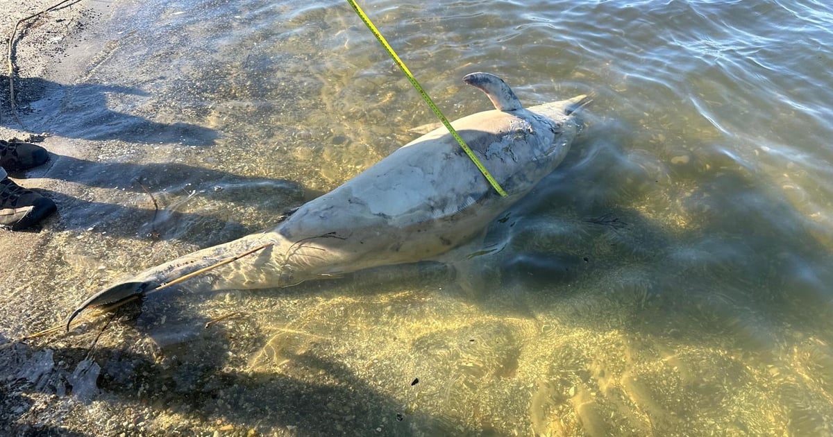 Martwy delfin na brzegu Zalewu Szczecińskiego. Stamtąd mógł przypłynąć na polskie wody