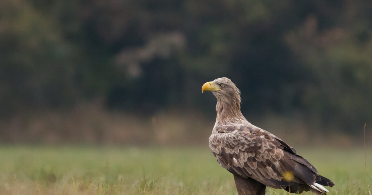 Zniszczone gniazdo bielika w Poddębicach. Martwe młode znalazł leśniczy