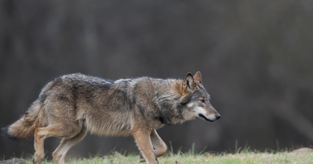 Wilki wracają coraz bliżej ludzi. Leśnicy apelują o jedną rzecz