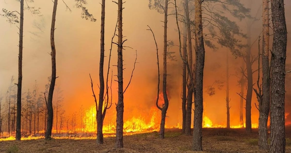 Płonie las pod Warszawą. Noc może być ciężka