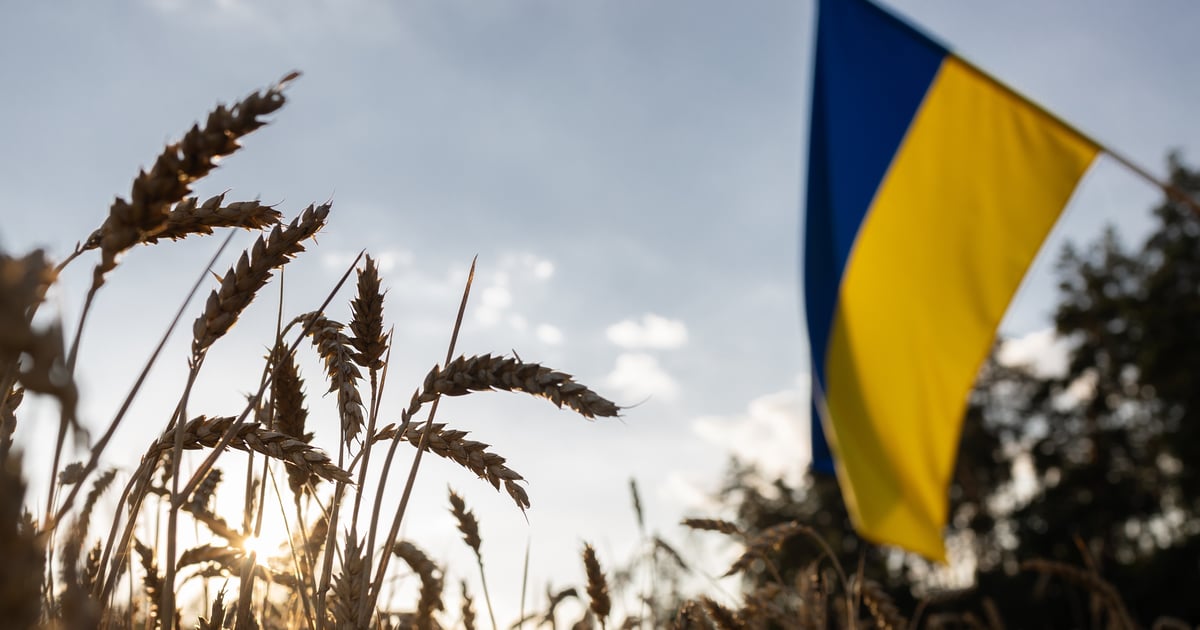 Ukraińskie zboże znów zaleje Polskę? Na wsi zapanował niepokój