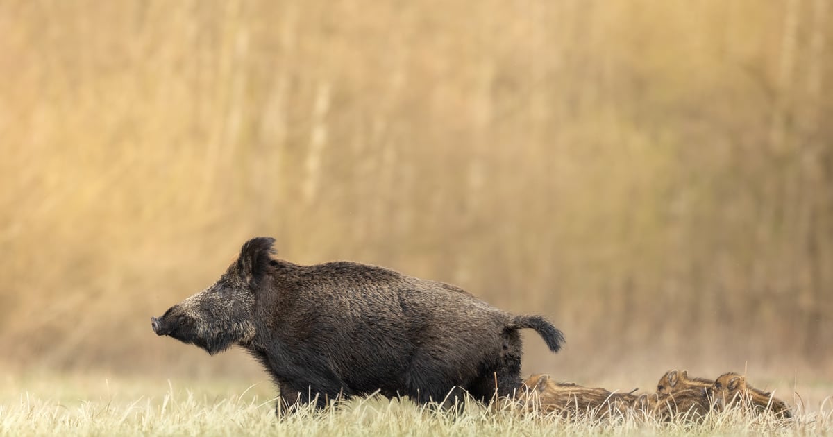 Mieszkańcy ostrzegali od tygodni. Dzik przewrócił wózek z rocznym dzieckiem