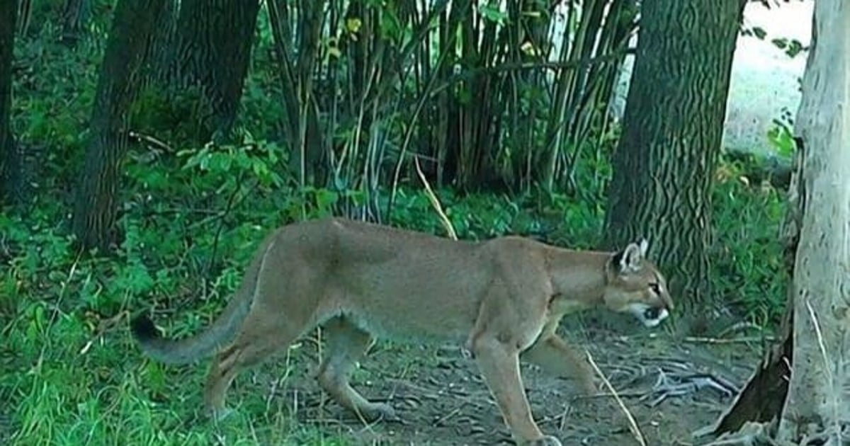 Puma grasuje na Dolnym Śląsku. Jest zdjęcie
