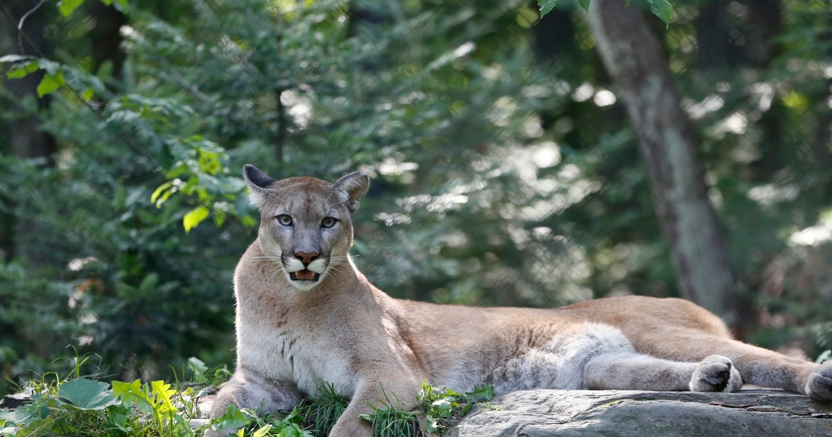 „Puma miała być widziana w lesie. To nie jest żart”. Kolejna gmina ostrzega