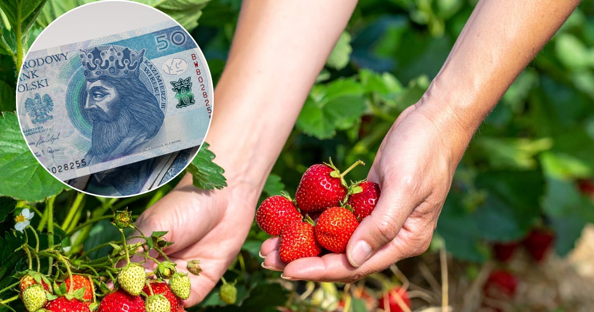 33 dni pracy w Niemczech. Polka pokazała, ile pieniędzy przywiozła do kraju