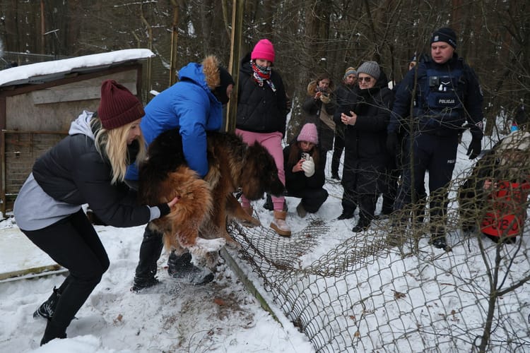 Akcja zabierania psów ze schroniska w Sobolewie.
