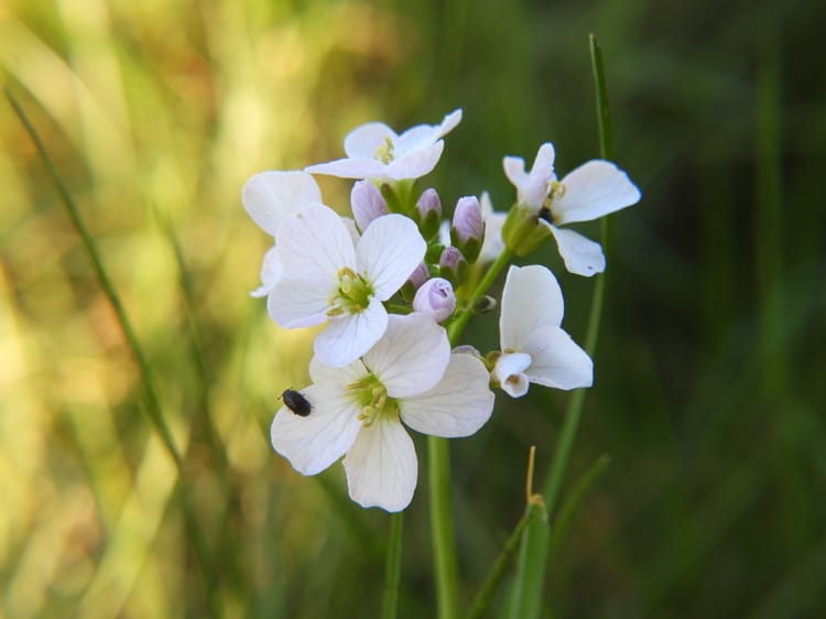 Rzodkiew łąkowa, kwiaty