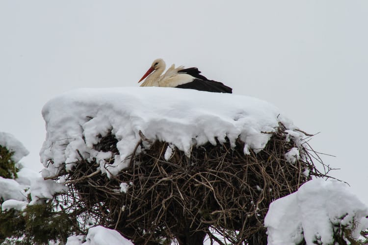 Bocian zimą w gnieździe
