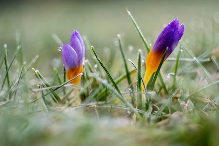 Closeup,Of,Blooming,Crocus,Flowers,In,A,Frozen,Garden
