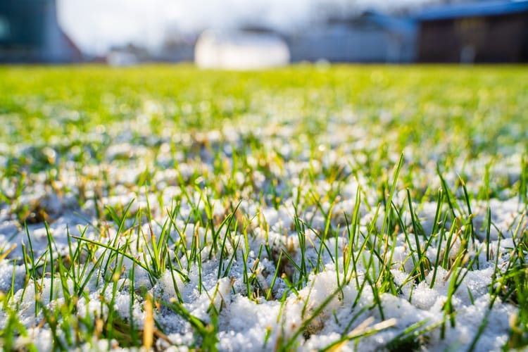 Topniejący śnieg w ogródku