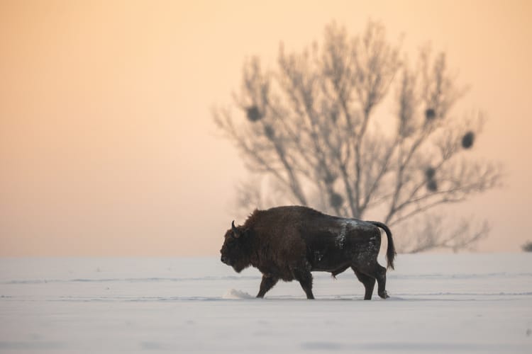 Żubrów w Polsce jest coraz więcej.