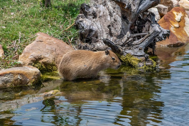Wisła Kraków trolluje Śląsk Wrocław, który nie wpuści jej kibiców