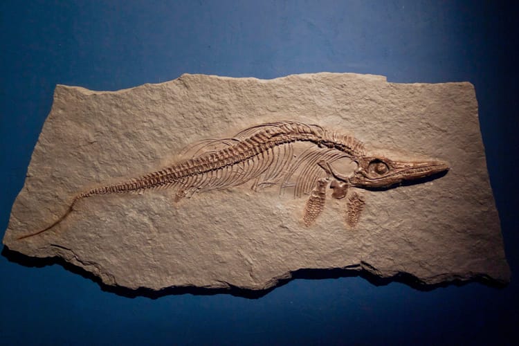 Zdjęcie ilustracyjne – Ichtiozaur. Muzeum paleontologiczne Teruel.