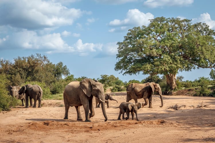Jedna czwarta populacji zniknęła. Nowe dane o bioróżnorodności w Afryce