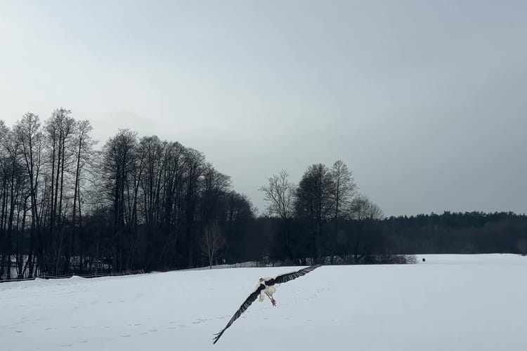 Bocian Krutek wrócił na wolność