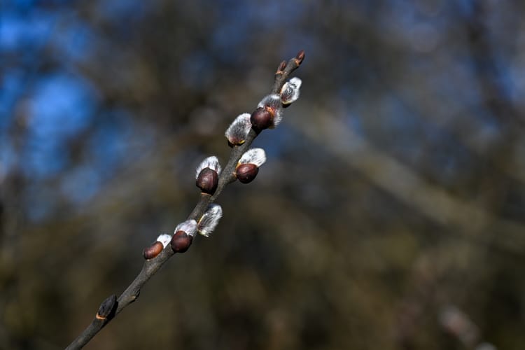 przedwiośnie na Podkarpaciu