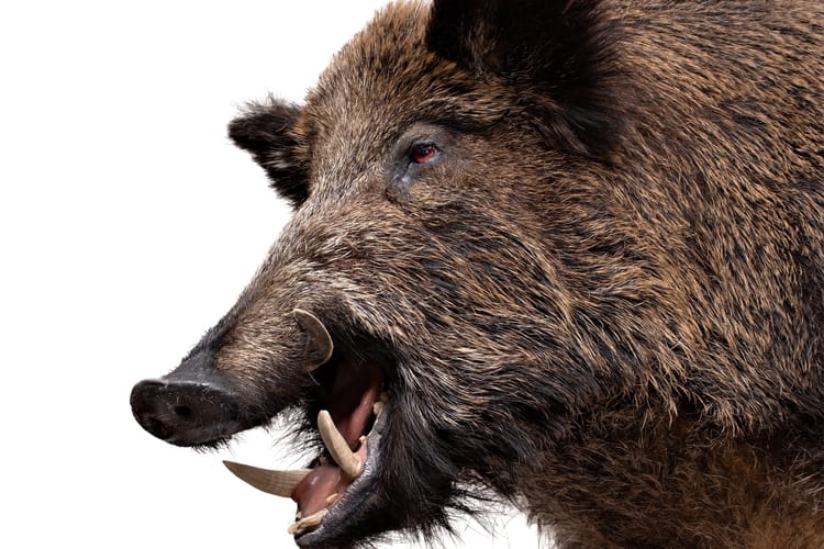 Wild,Boar,Male,Portrait,Isolated,On,White.