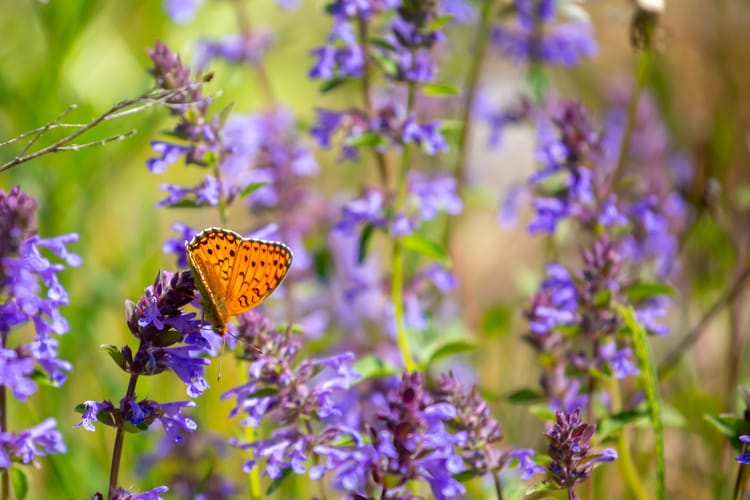 Butterfly,On,A,Flower.,A,Flock,Of,Butterflies,By,The