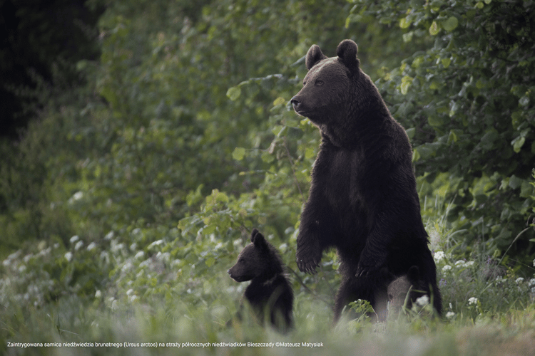 Niedźwiedzie brunatne.