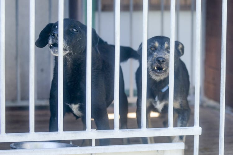 Psy za kratami w schronisku.