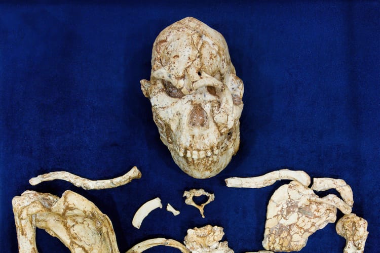 Szkielet „Małej Stopy”