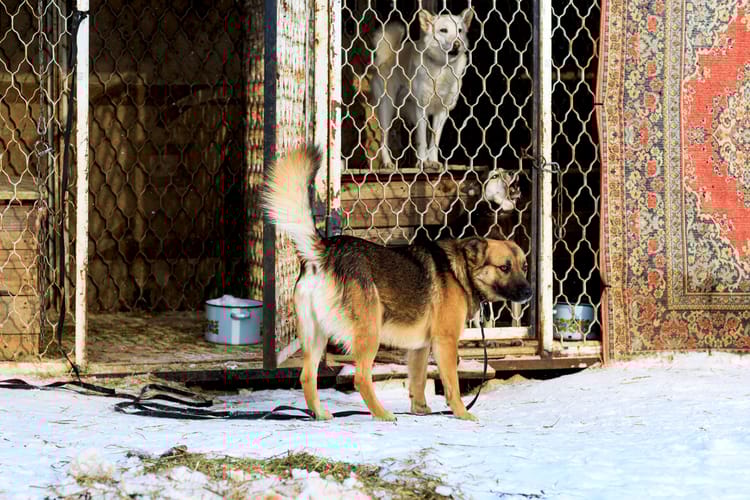 A,Dog,From,A,Shelter,For,Stray,Dogs,In,The