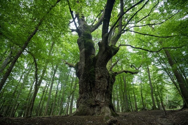 Dragon,Oak,-,Placed,Second,In,The,European,Tree,Of