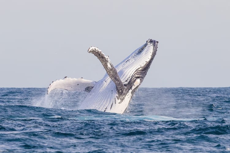 Humbak walczy o życie na bałtyckiej plaży. Ratownicy walczą z czasem.