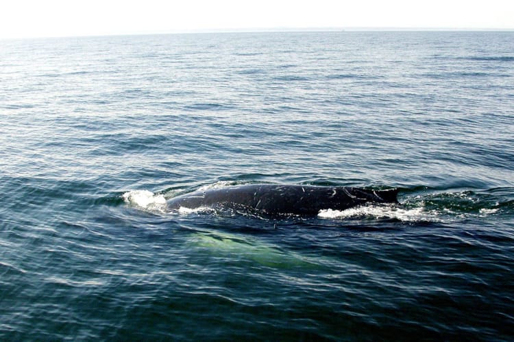 Wieloryb humbak w Zatoce Gdańskiej