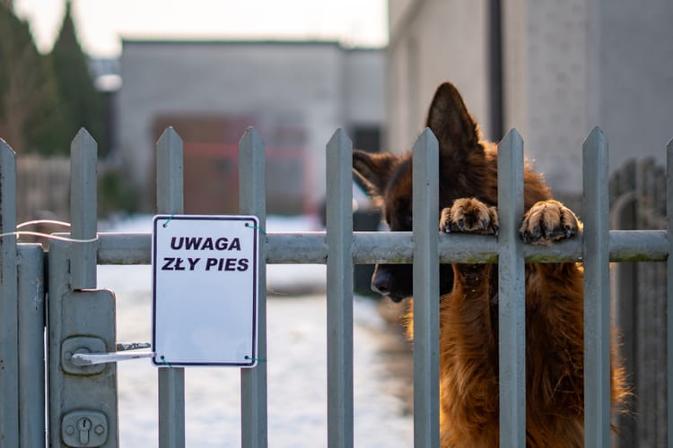 Psy zaatakowały mieszkańców Krzepic, w woj. śląskim.