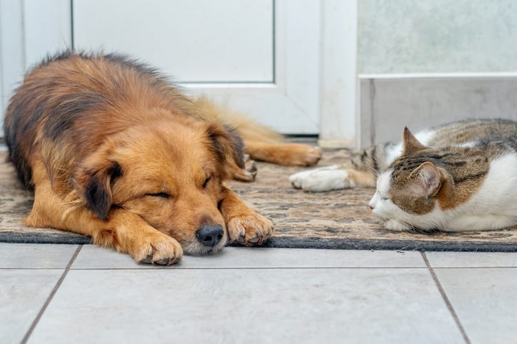 Dog,With,Reddish,Fur,And,Cat,With,White-brown,Coloring,Sleeping