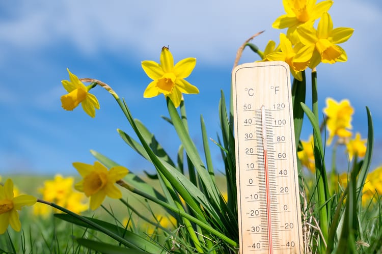 Thermometer,With,Daffodils,Flowers,,Blue,Sky,And,Sun,,Measure,The