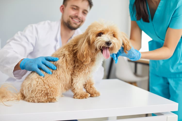 Cute,Little,Domestic,Dog,At,Modern,Vet,Clinic,For,A